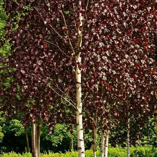 Betula pendula Purpurea4