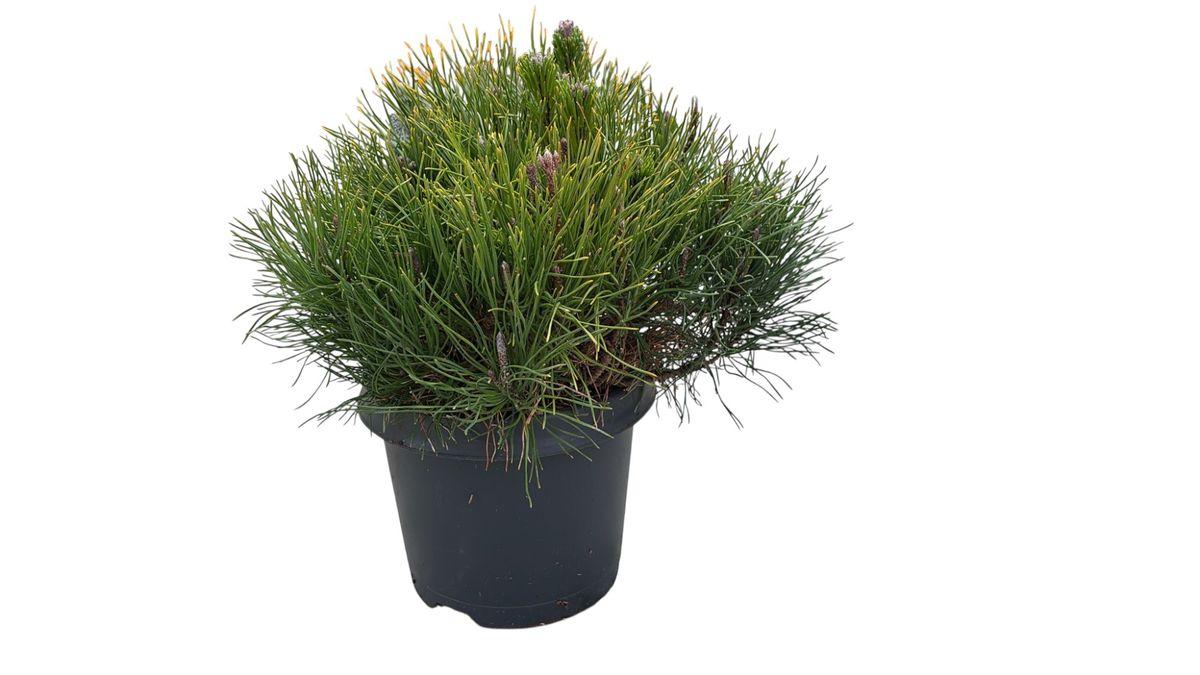 Pinus mugo uncinata