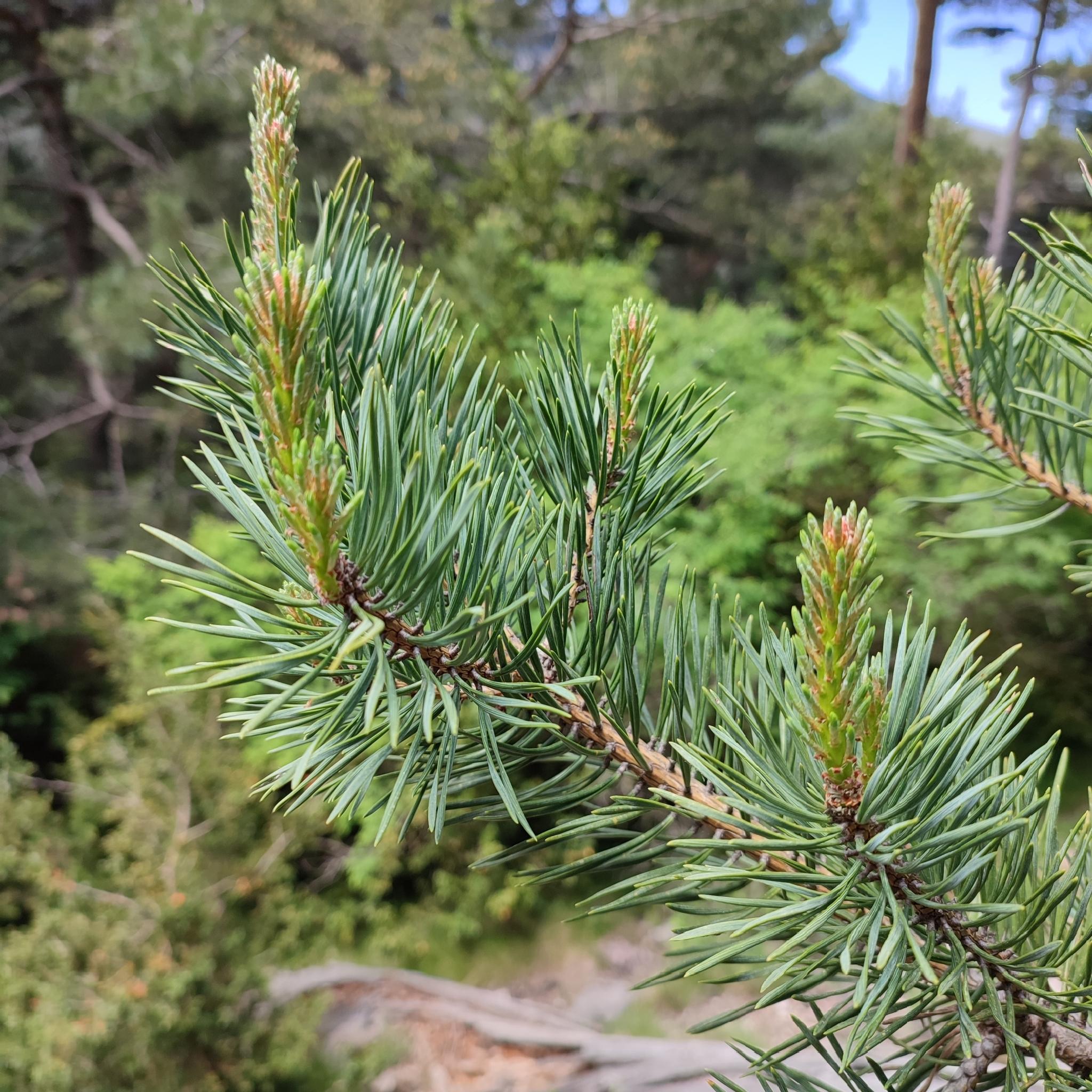Pinus mugo uncinata2
