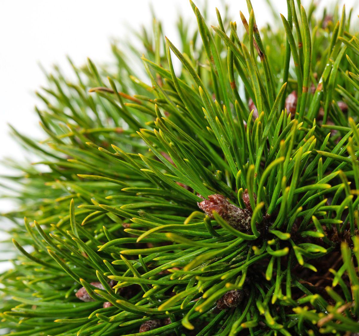Pinus mugo uncinata3