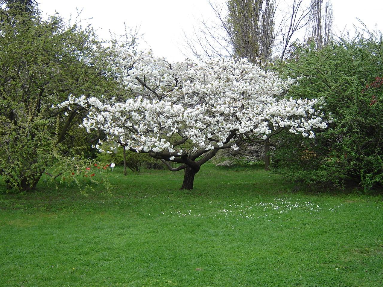 Prunus serrulata Shirotae 3