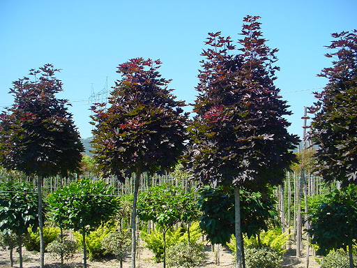 acer platanoides crimson sentry 2