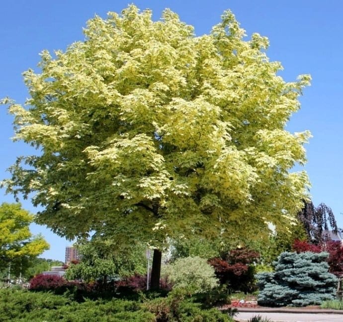 acer platanoides drummondii 1