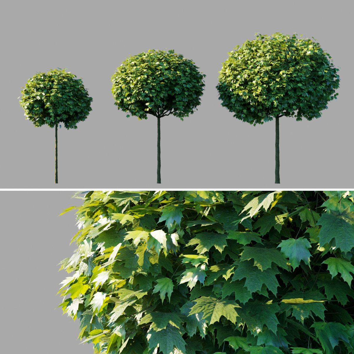 acer platanoides globosum 1
