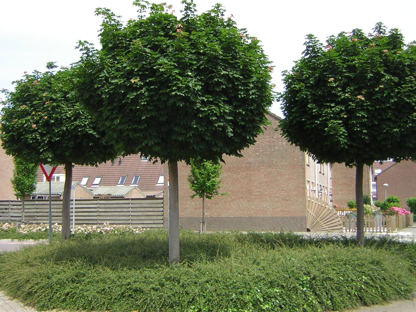 acer platanoides globosum
