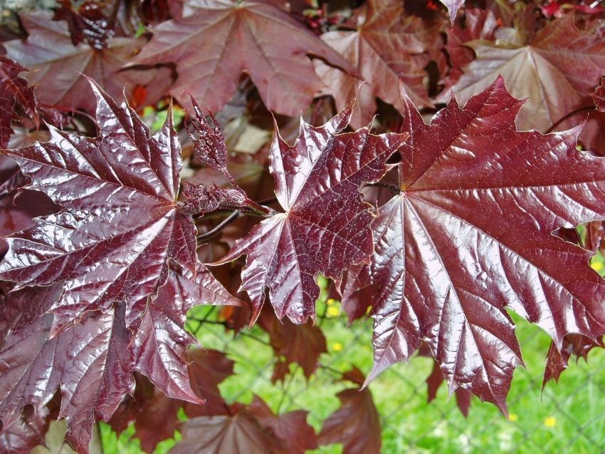 acer platanoides royal red 1