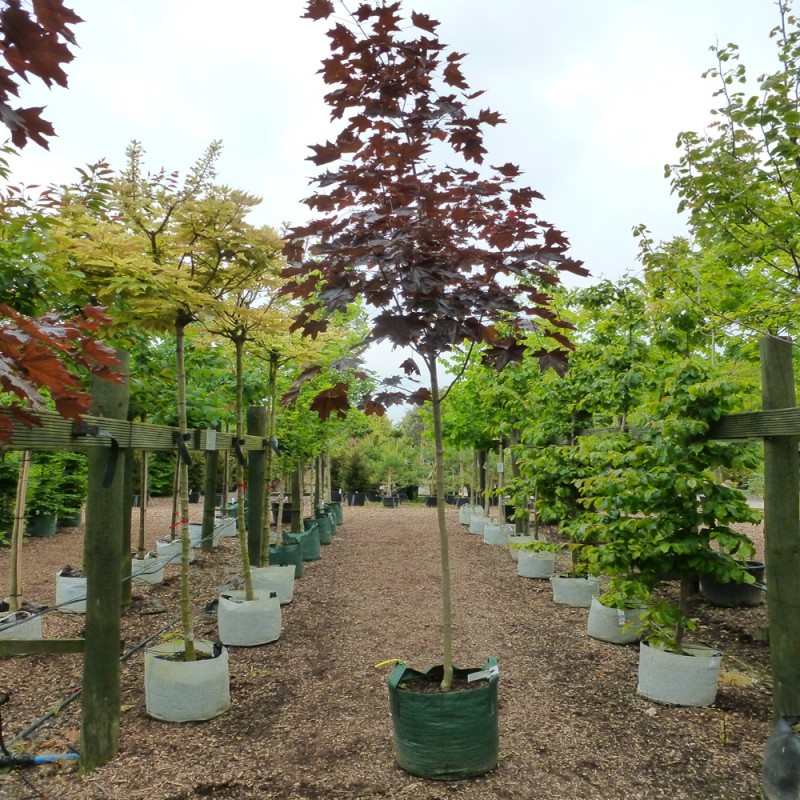 acer platanoides royal red 2