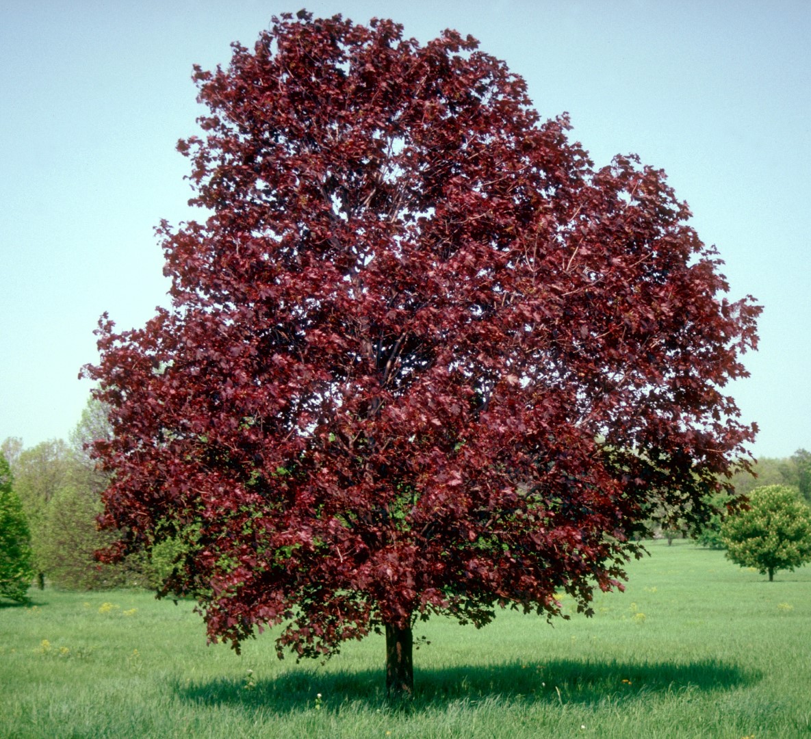 acer platanoides royal red 3