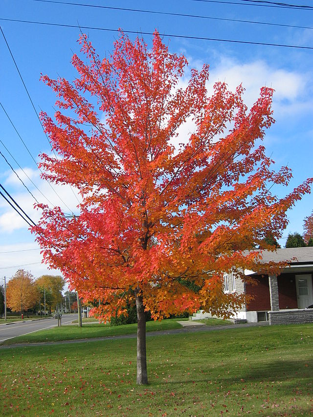 acer rubrum 2