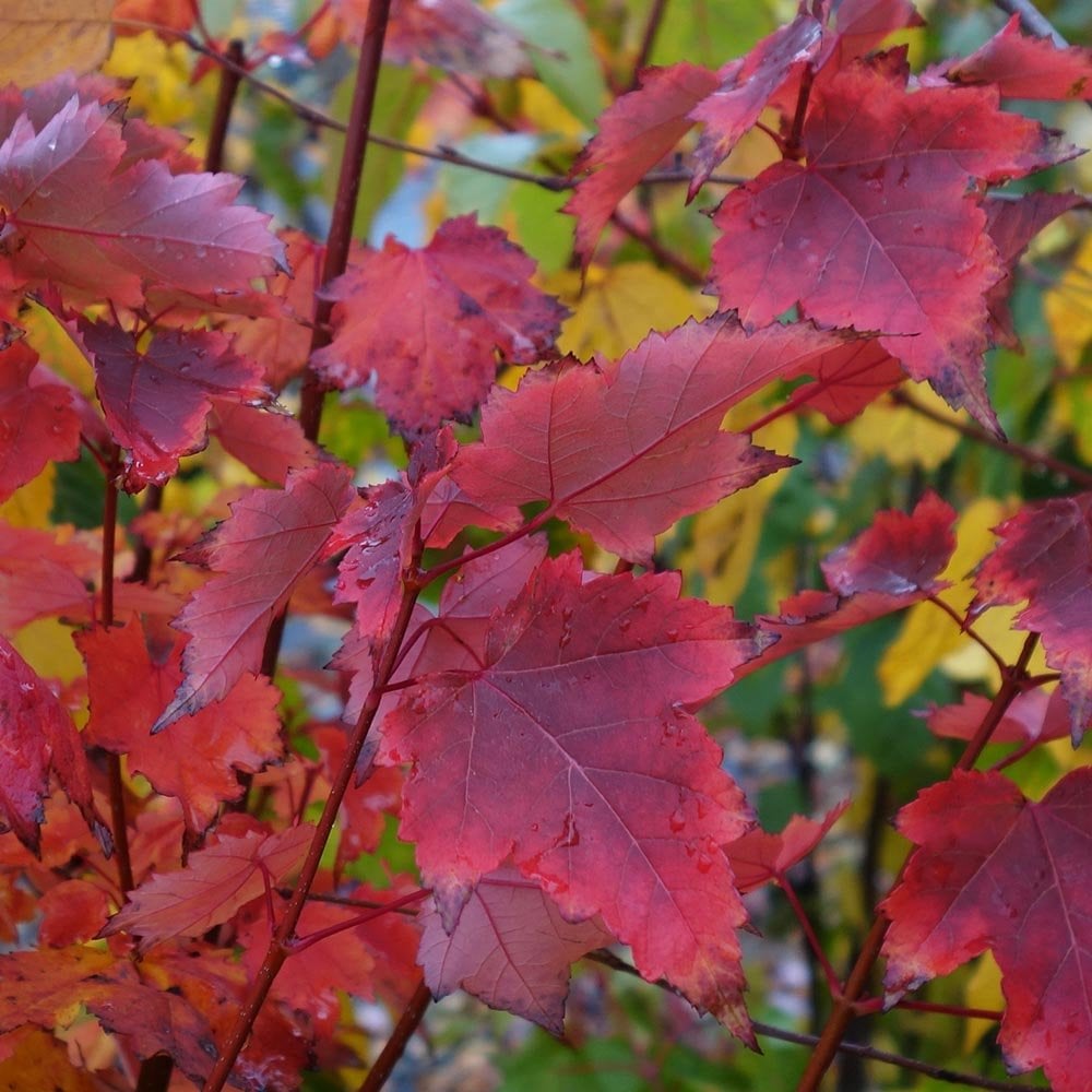 acer rubrum