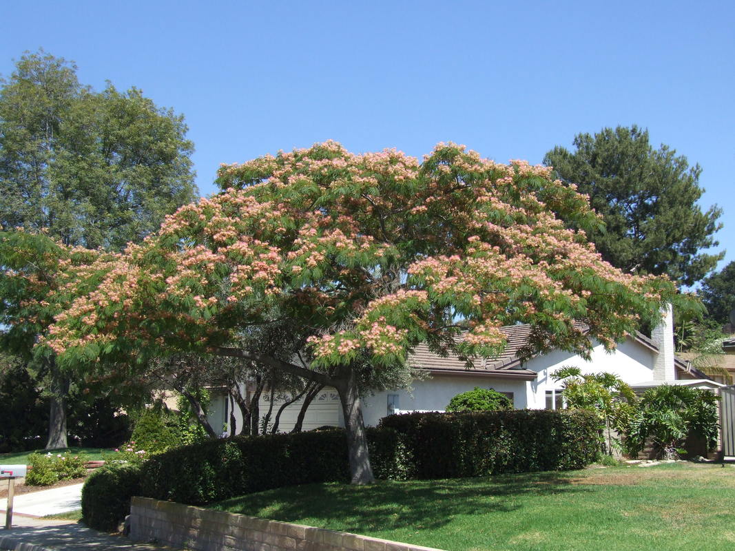 albizia julibrissin 1