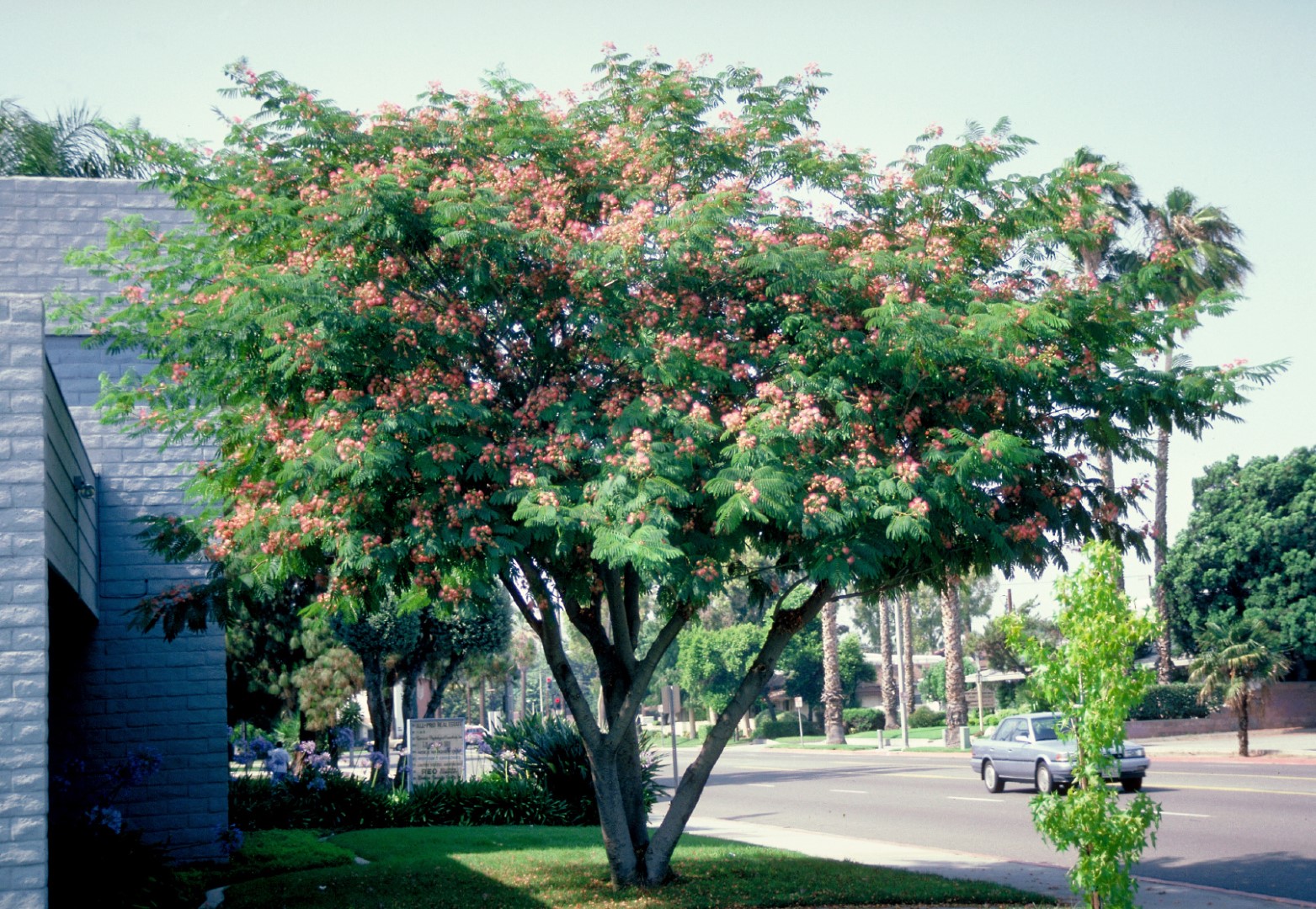 albizia julibrissin 2