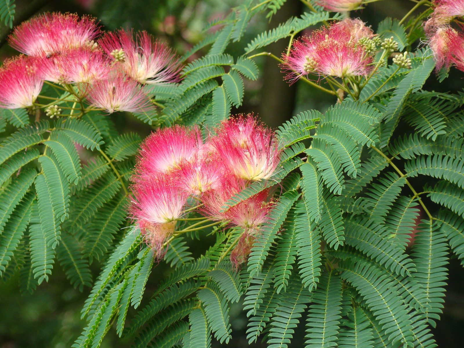 albizia julibrissin