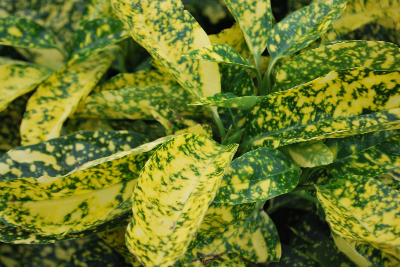 aucuba japonica crotonifolia 1