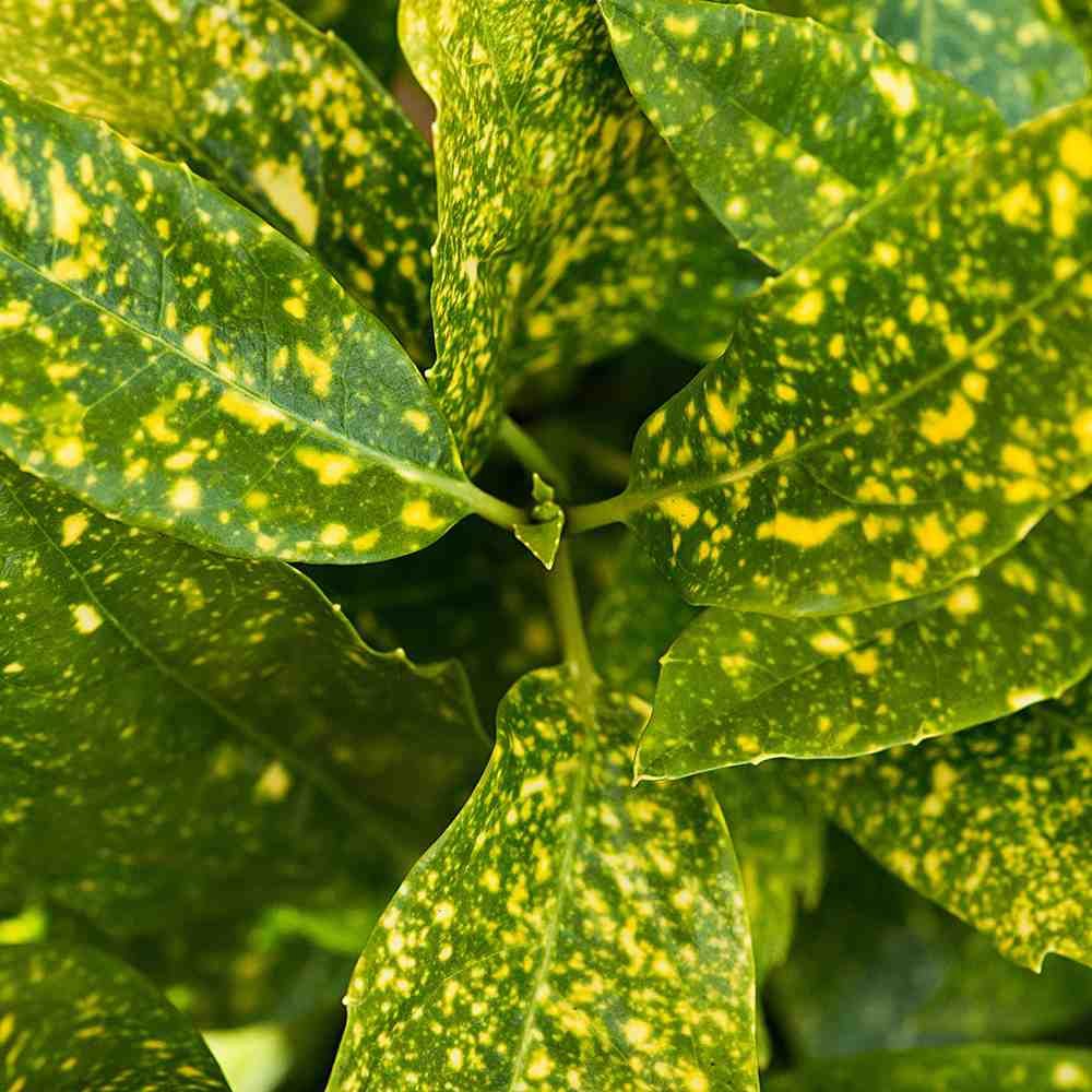 aucuba japonica crotonifolia 2