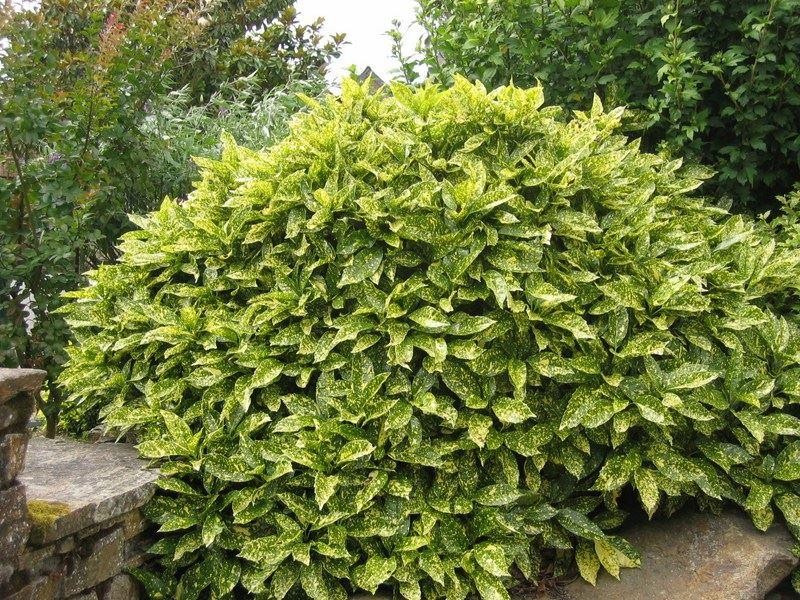 aucuba japonica crotonifolia