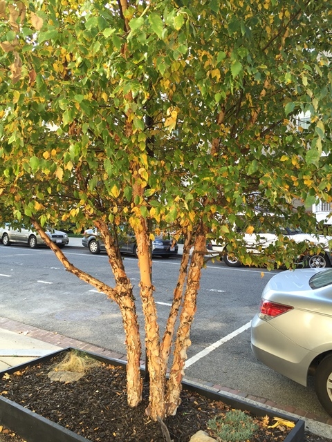 betula nigra 1
