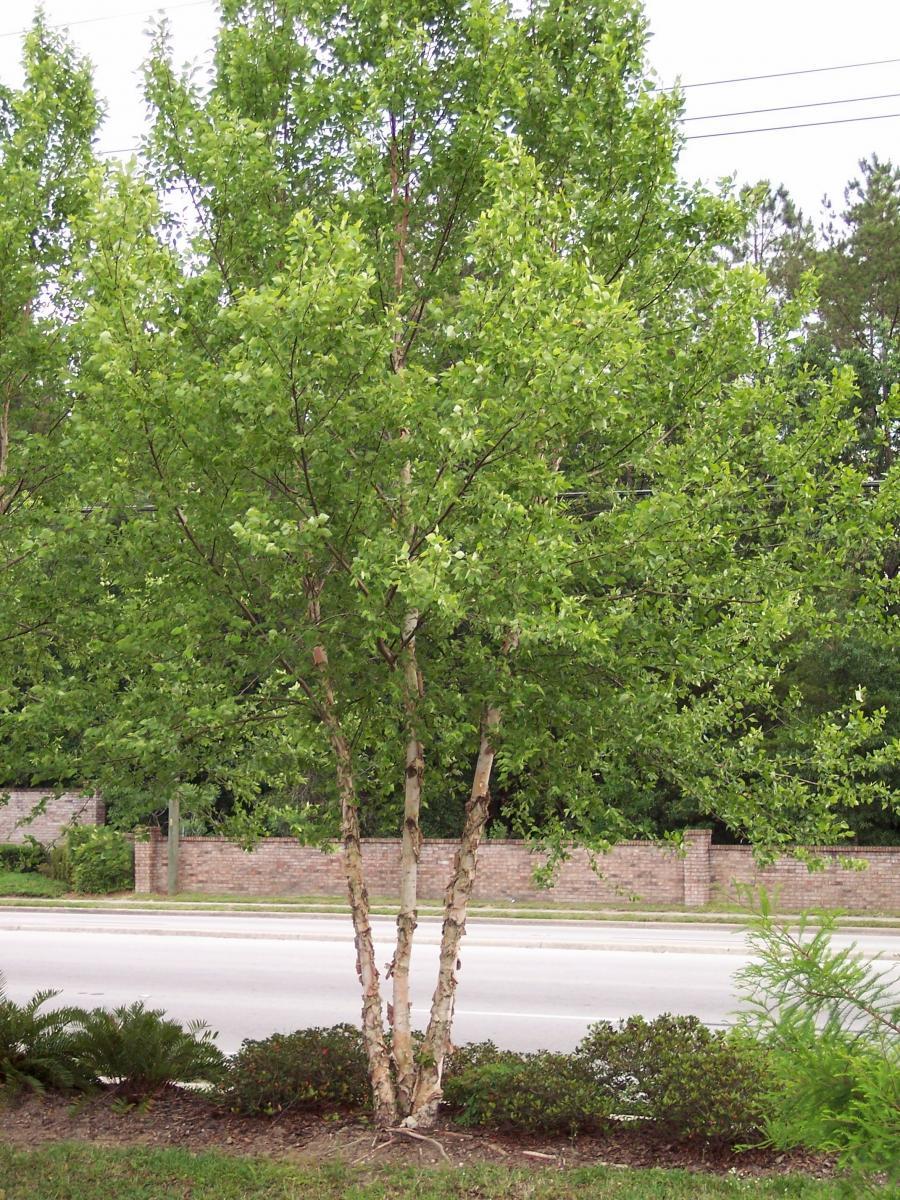 betula nigra 3