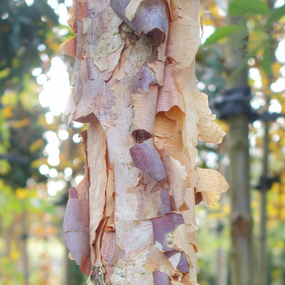 betula nigra
