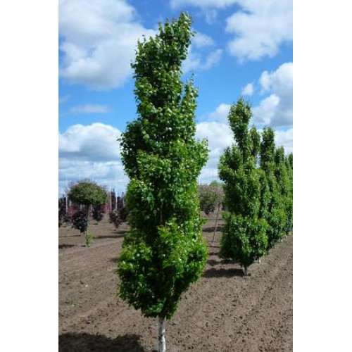 betula pendula fastigiata 2
