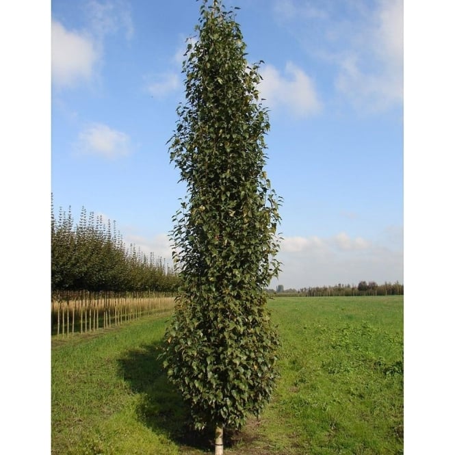 betula pendula fastigiata