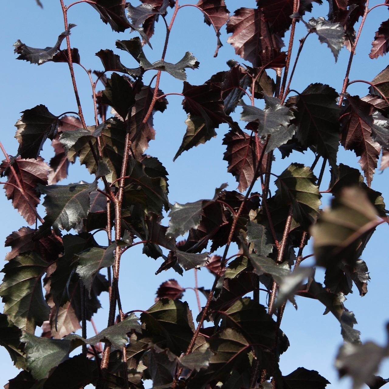 betula pendula royal frost 2