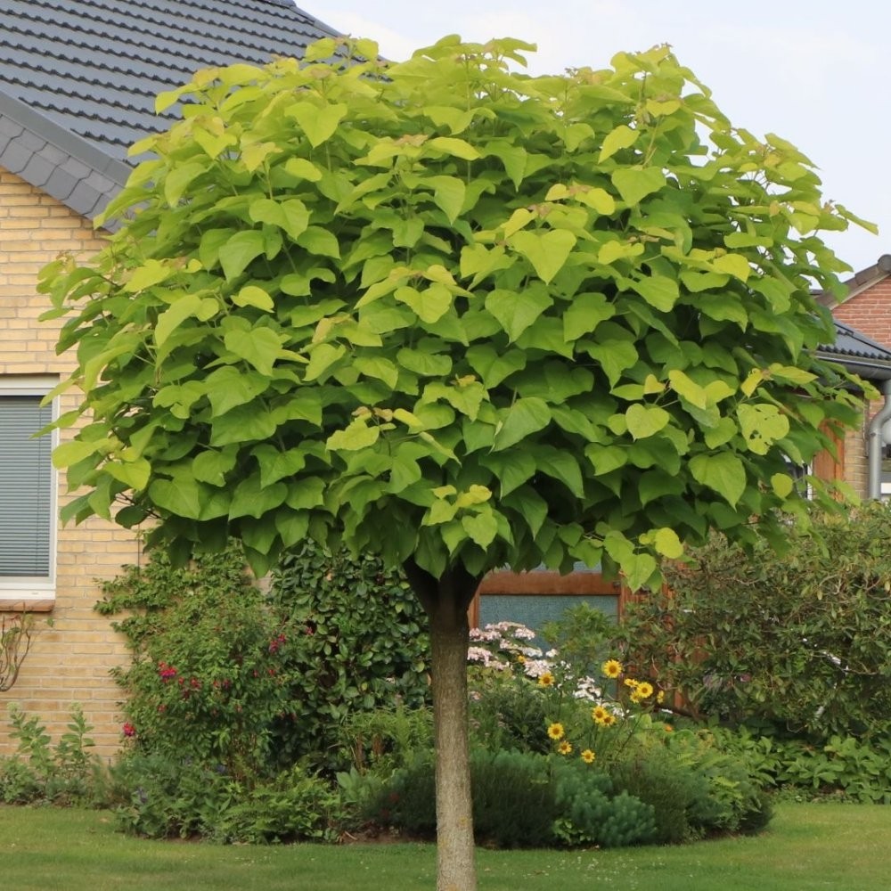 catalpa bignonioides nana 1