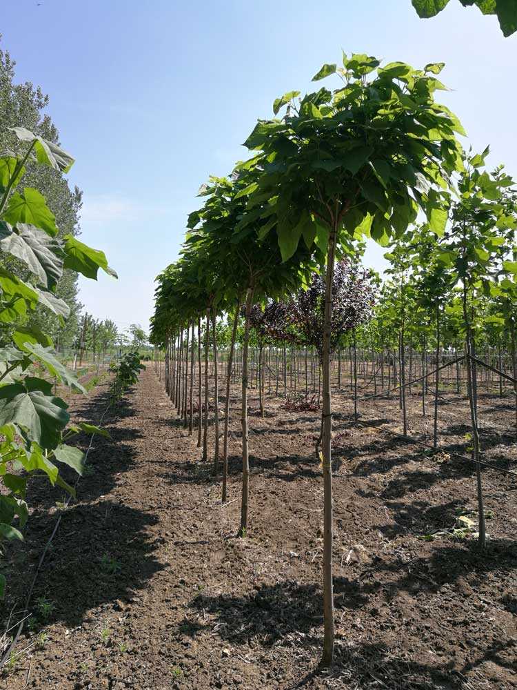 catalpa bignonioides nana 2