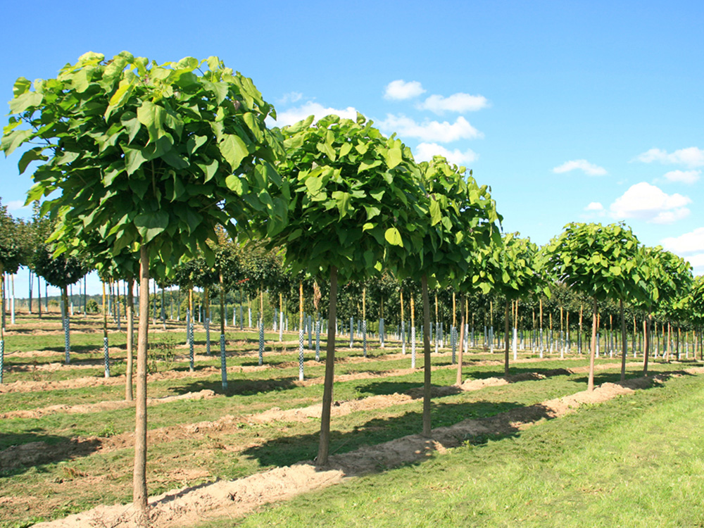catalpa bignonioides nana 3