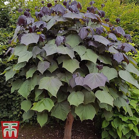 catalpa erubescens purpurea 1