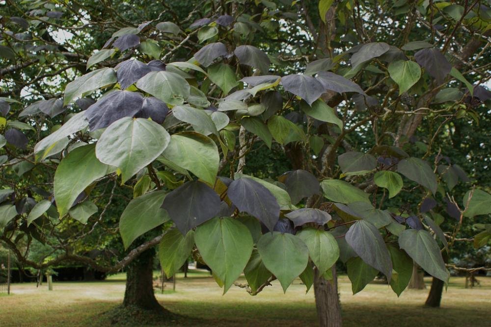 catalpa erubescens purpurea 2