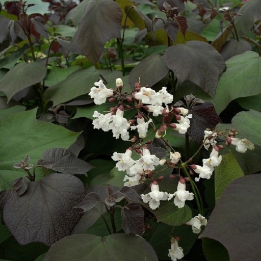 catalpa erubescens purpurea