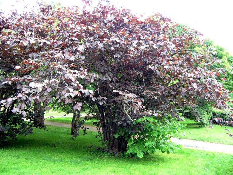 corylus maxima purpurea 1