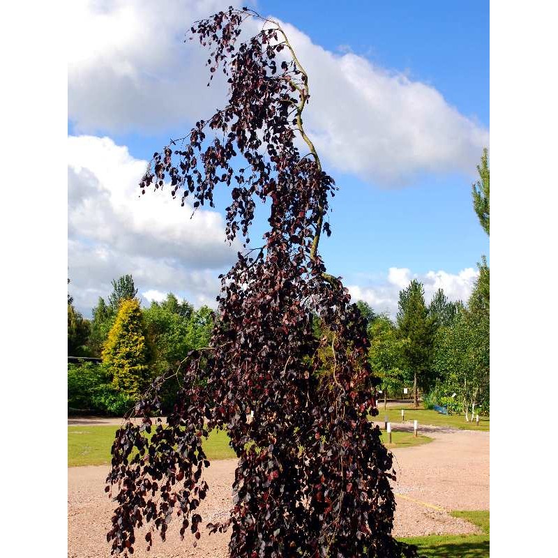fagus sylvatica purple fountain 1