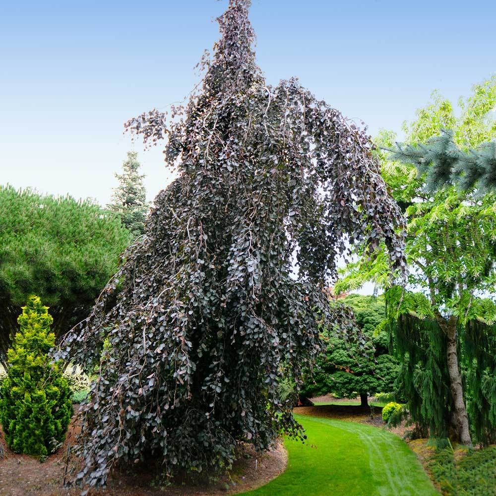 fagus sylvatica purple fountain 2