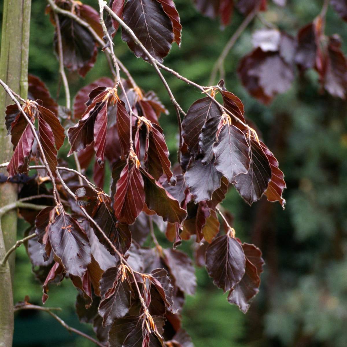 fagus sylvatica purple fountain 3
