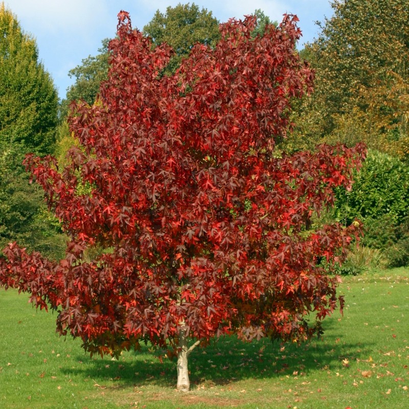 liquidambar styraciflua 1