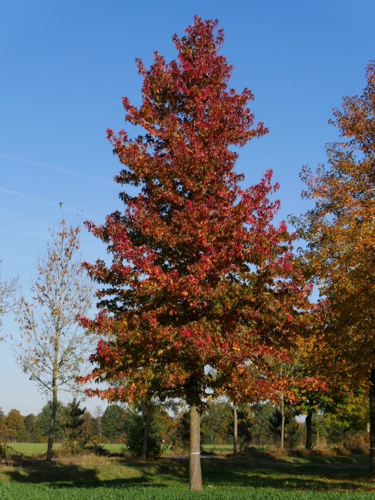 liquidambar styraciflua 2