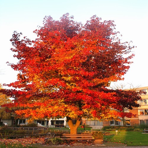 liquidambar styraciflua 3