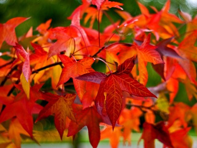 liquidambar styraciflua