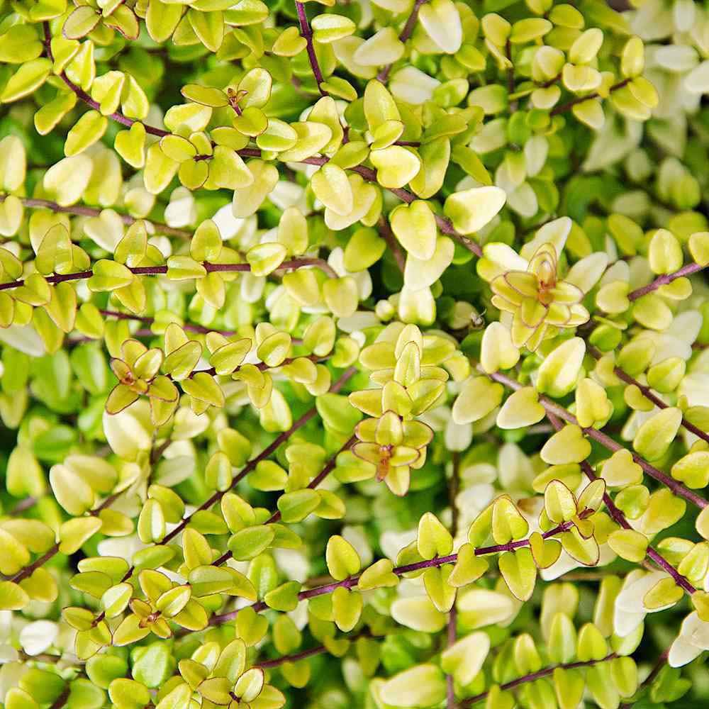 lonicera nitida baggesen's gold 1