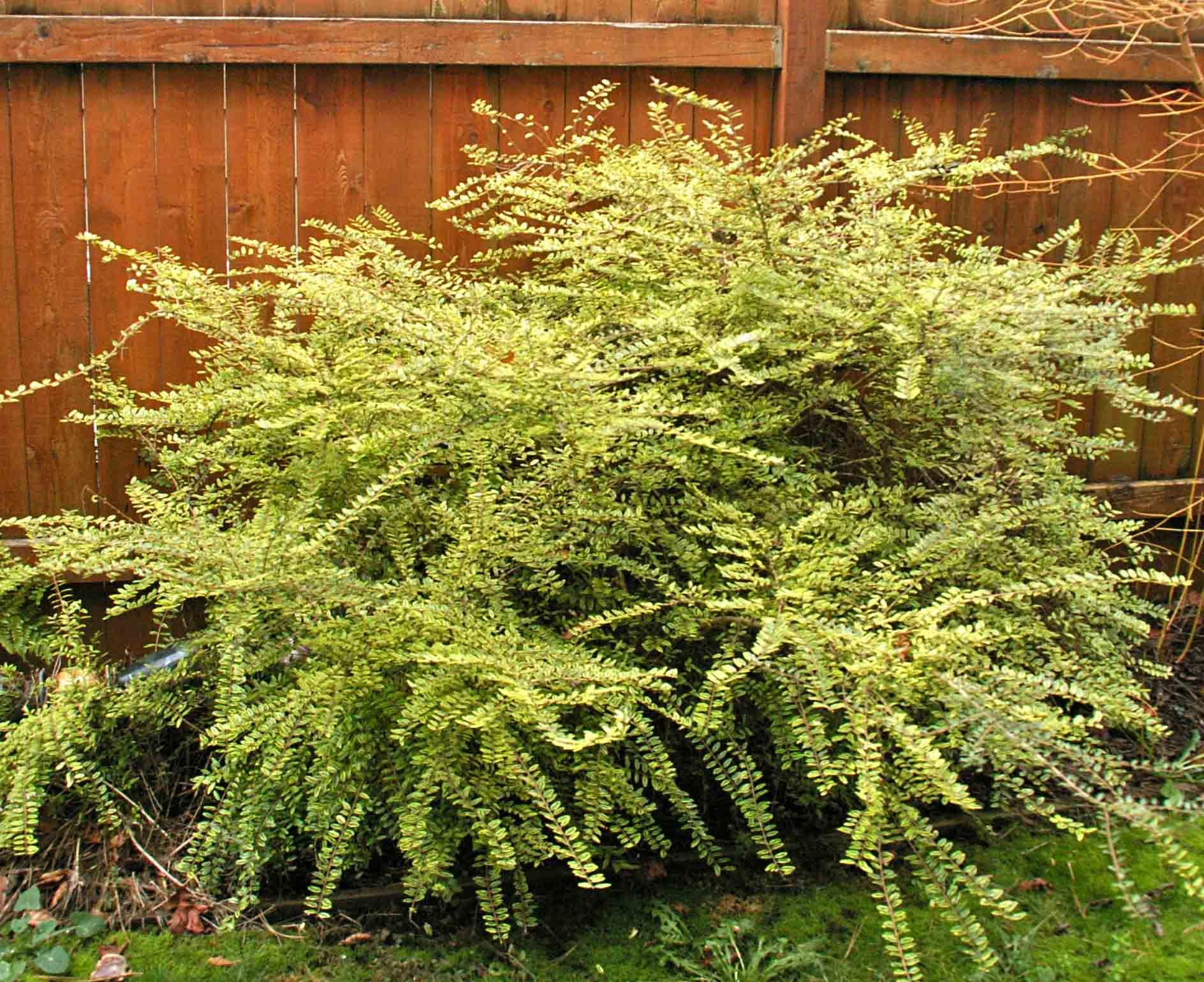 lonicera nitida baggesen's gold 2