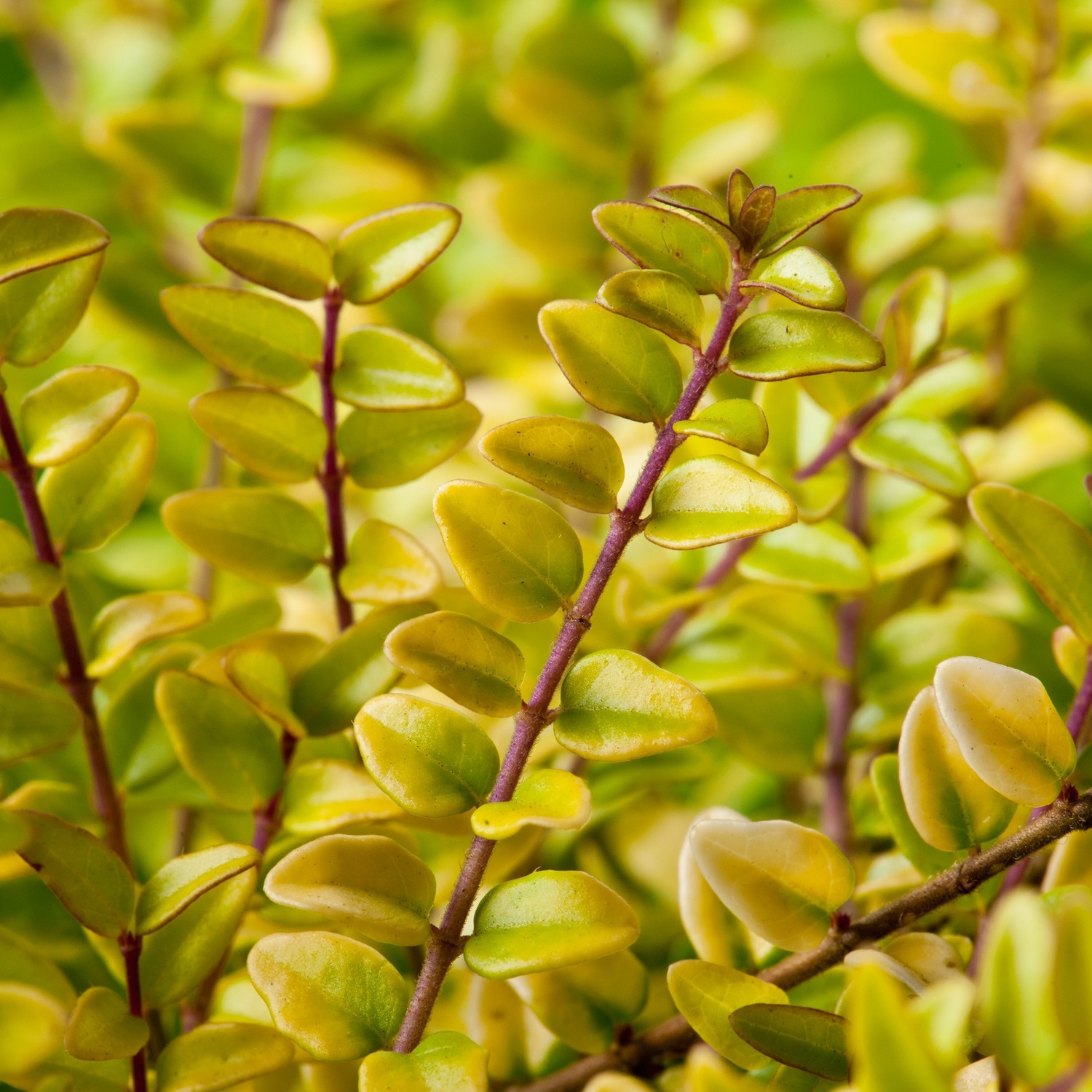 lonicera nitida baggesen's gold