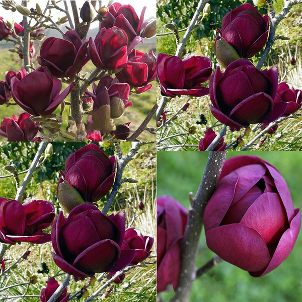 magnolia black tulip 1