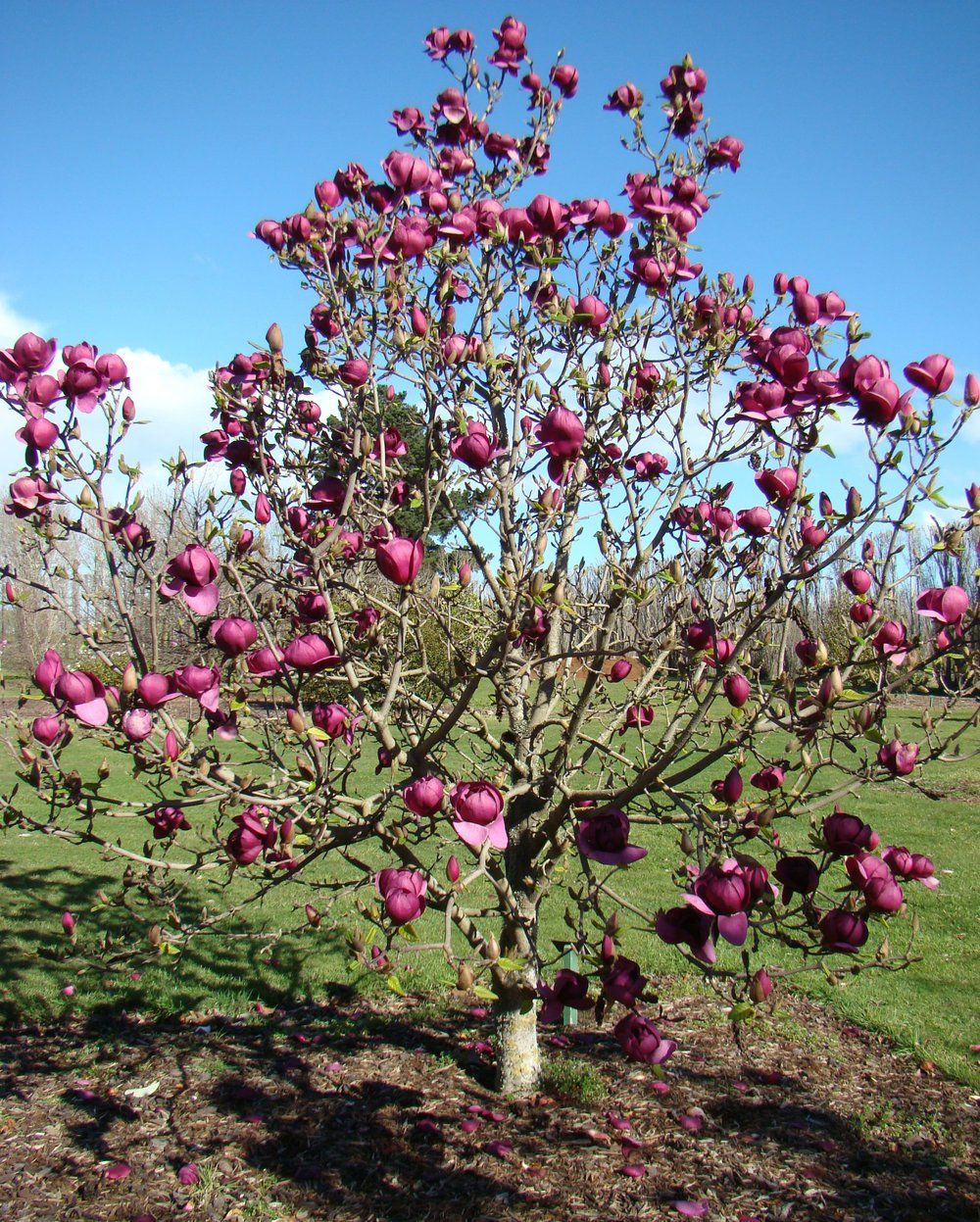 magnolia black tulip 2