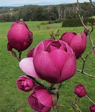 magnolia black tulip