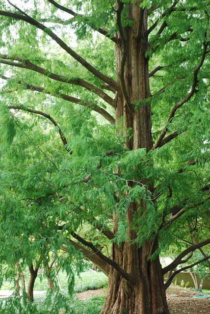 metasequoia glyptostroboides 1