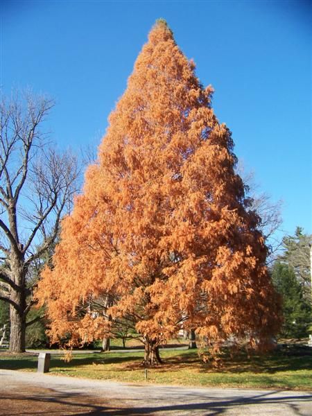 metasequoia glyptostroboides 3