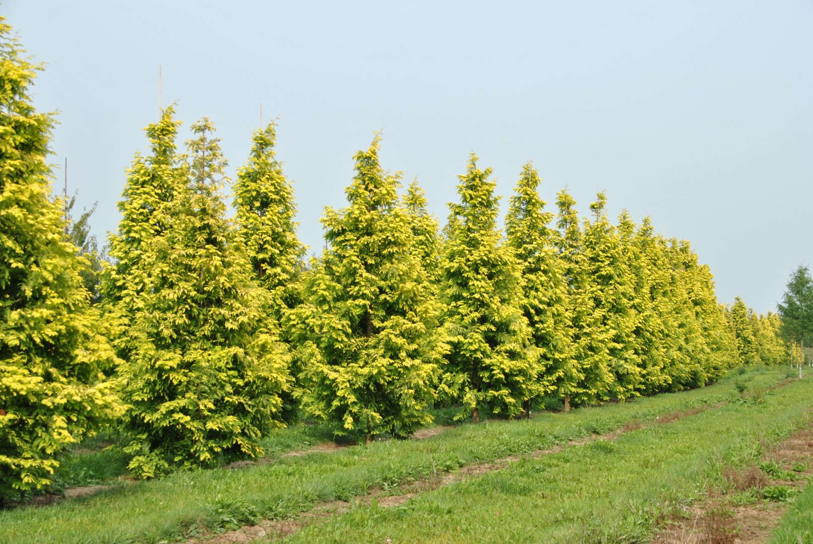metasequoia glyptostroboides gold rush 1