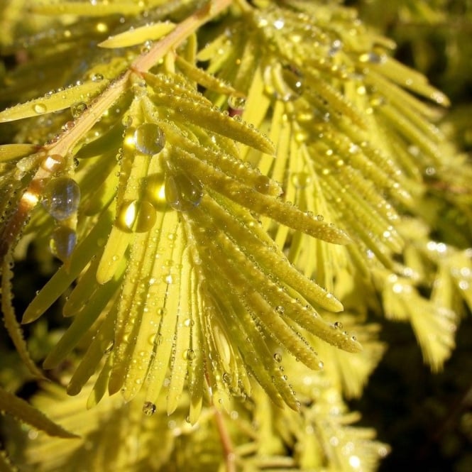metasequoia glyptostroboides gold rush